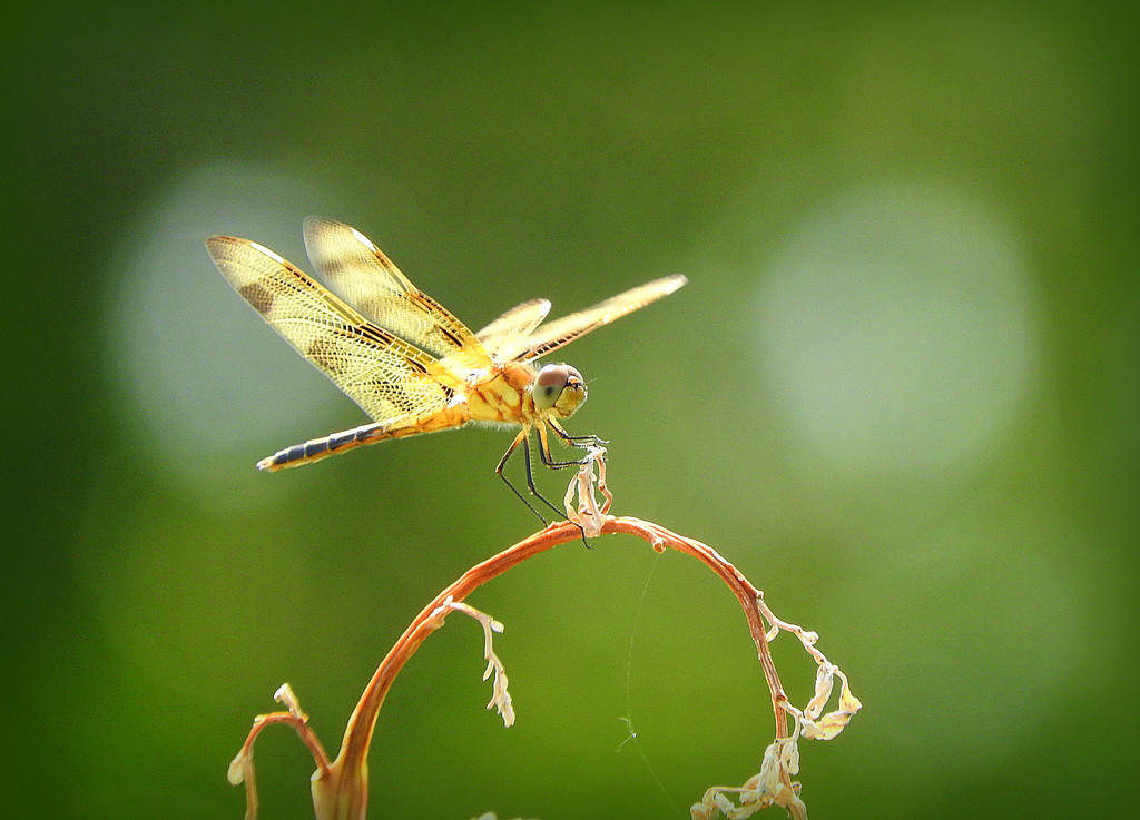 Giant yellow dragonfly! by homeschoolmom