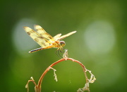 9th Jul 2016 - Giant yellow dragonfly!