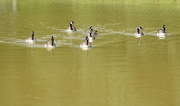 9th Jul 2016 - A gaggle of geese