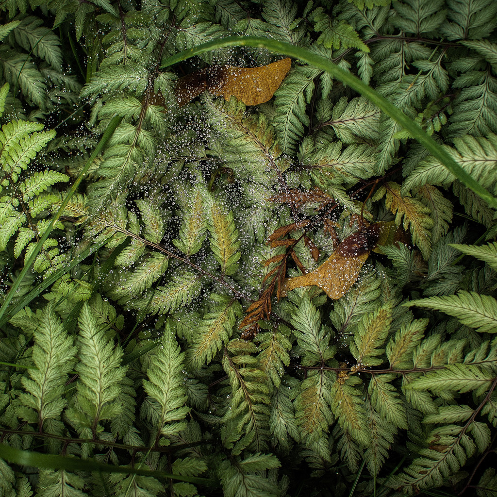 Dew upon ferns by berelaxed