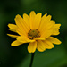 Yellow flower by elisasaeter