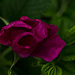 Rosa rugosa by elisasaeter