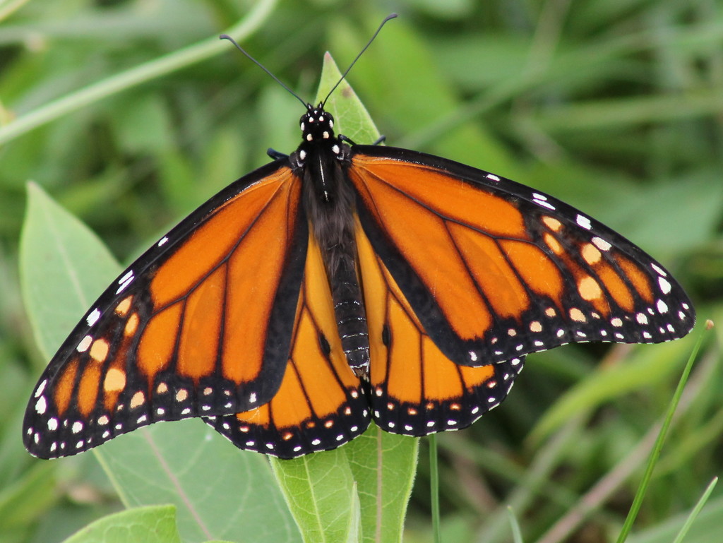 First Monarch sighting by cjwhite