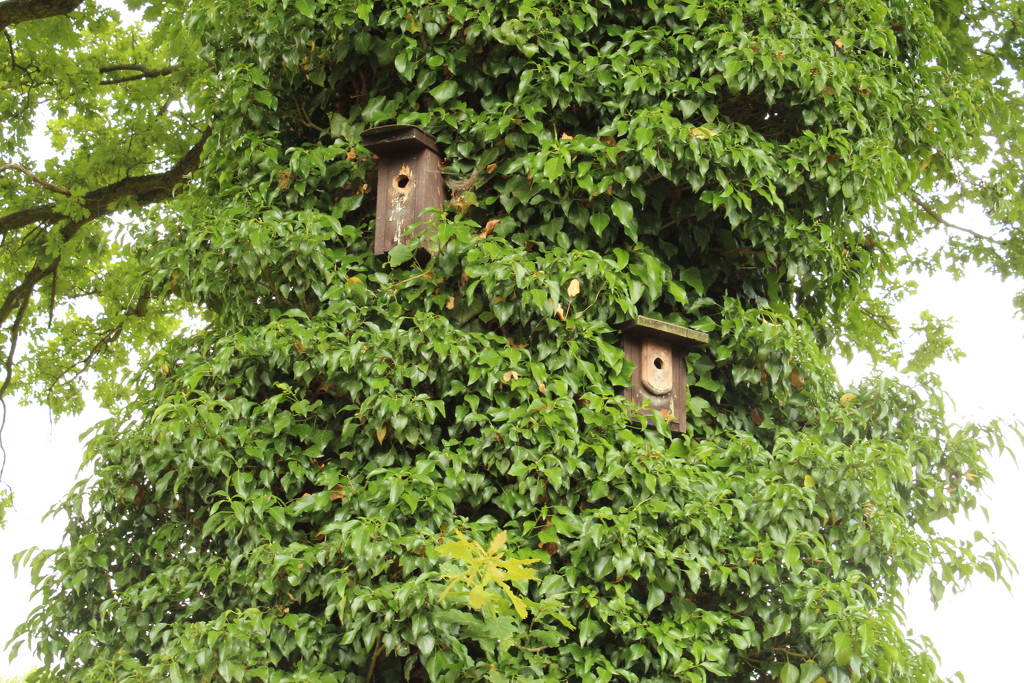 Birdhouses by lucien