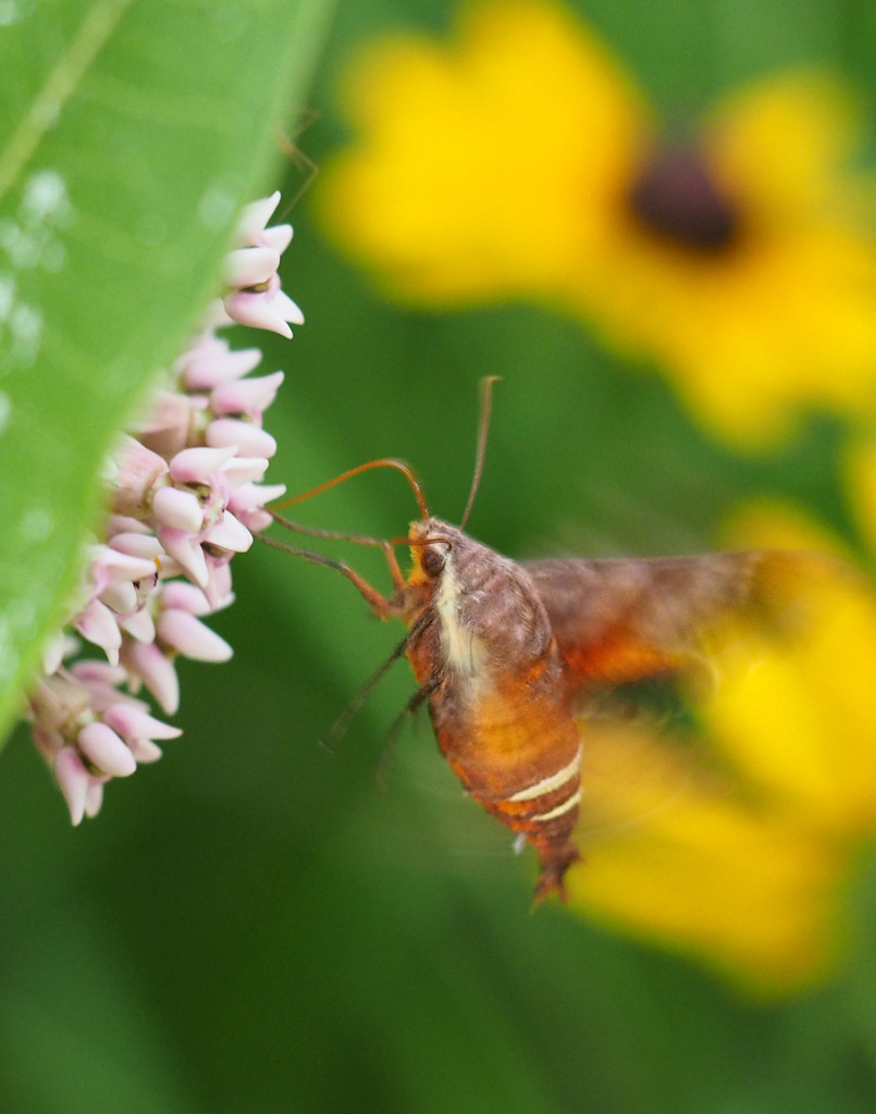 Hummingbird Moth by tosee