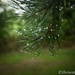 Rain droplets on the pines by thewatersphotos