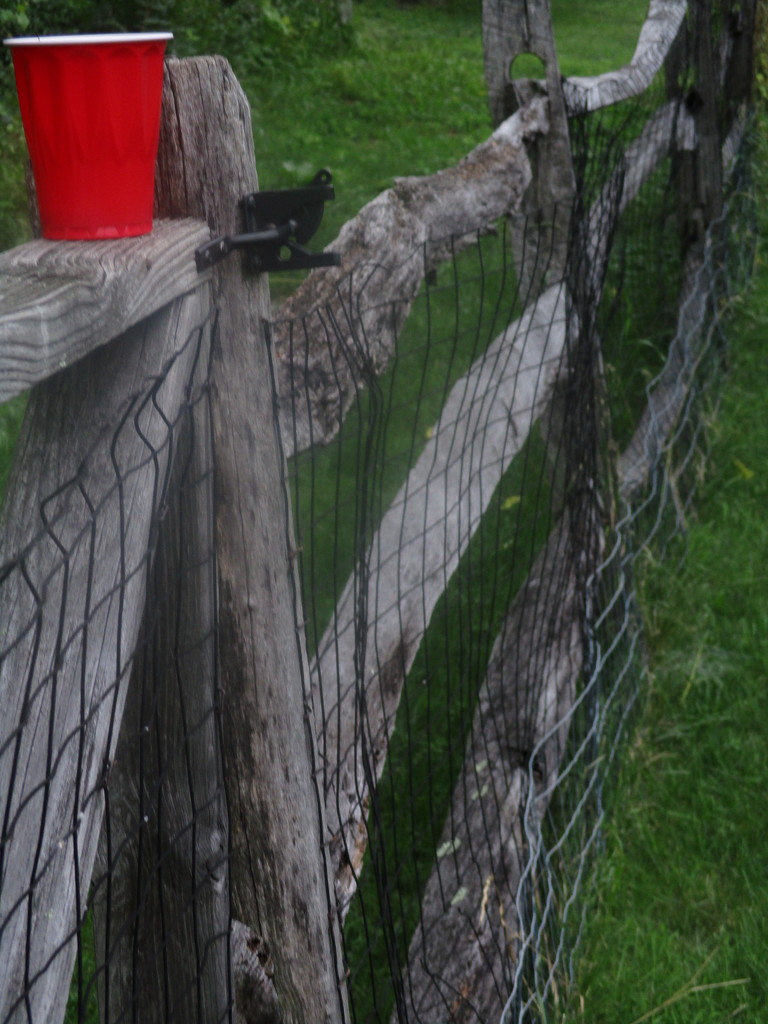 Fence sitting_red 25 by granagringa