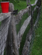 9th Jul 2016 - Fence sitting_red 25