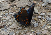 11th Jul 2016 - Red-spotted Purple