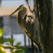 A Different view of last night's Blue Heron! by rickster549