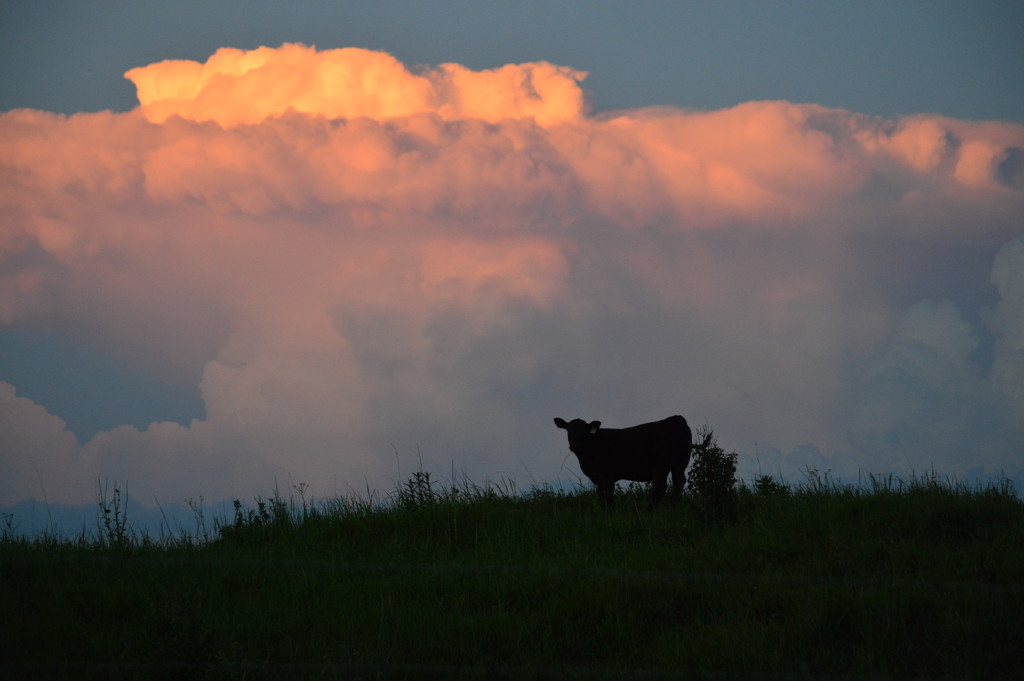 Calf and Thundercloud at Kansas Sunset by kareenking