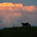 Calf and Thundercloud at Kansas Sunset by kareenking