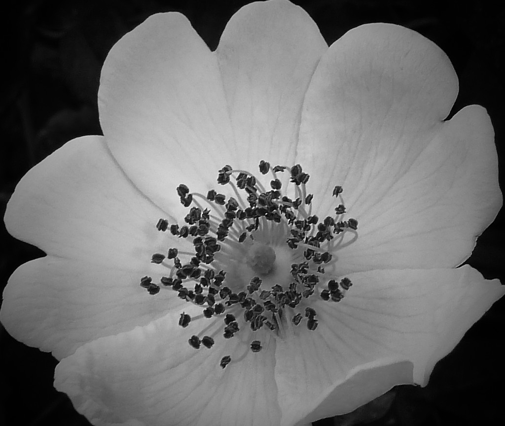 blossom on blackberry bush by quietpurplehaze