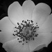 blossom on blackberry bush by quietpurplehaze