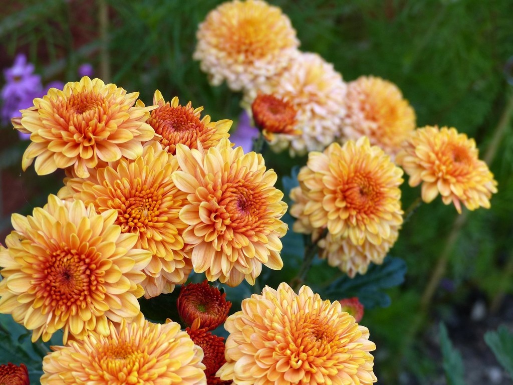 Early Chrysanthemums by foxes37