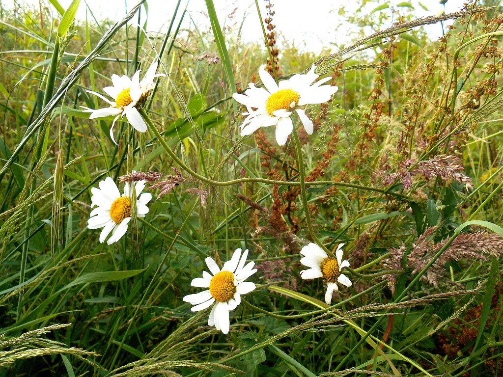 Oxeye daisy's amongst the grasses   by snowy