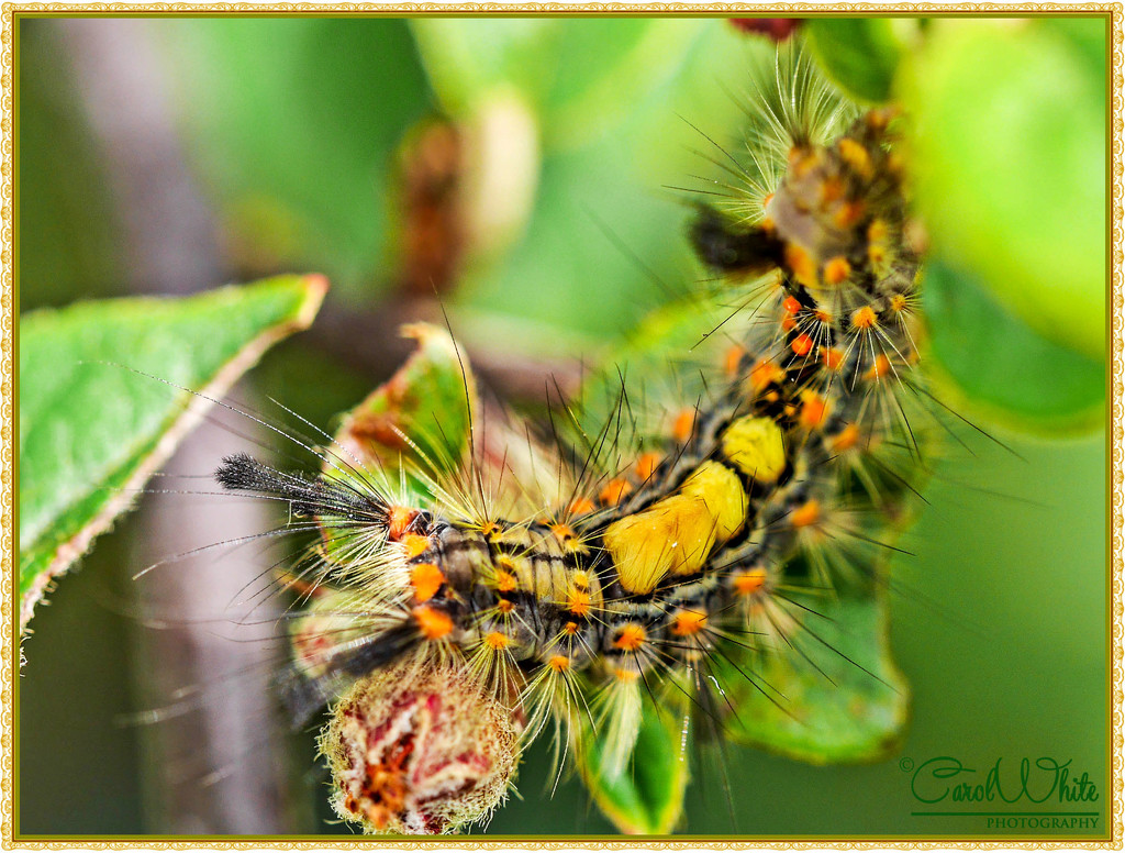 Vapourer Moth Larva by carolmw