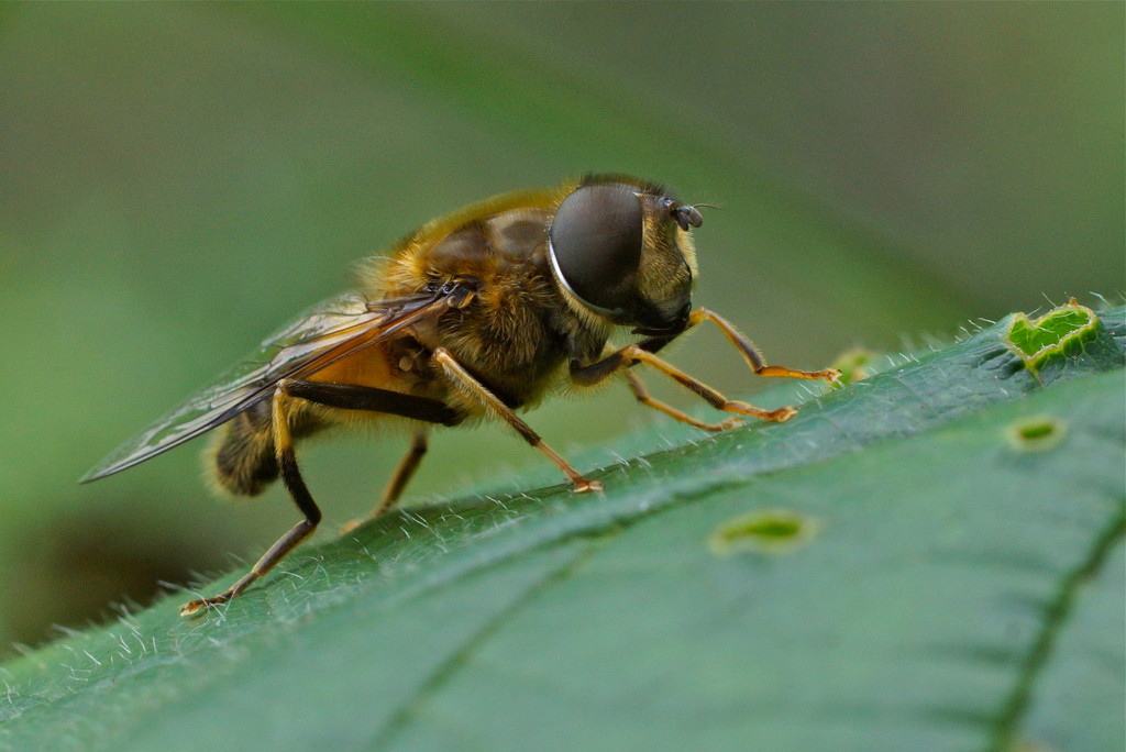 HOVER-FLY by markp