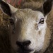 Do ewe like this by shepherdman