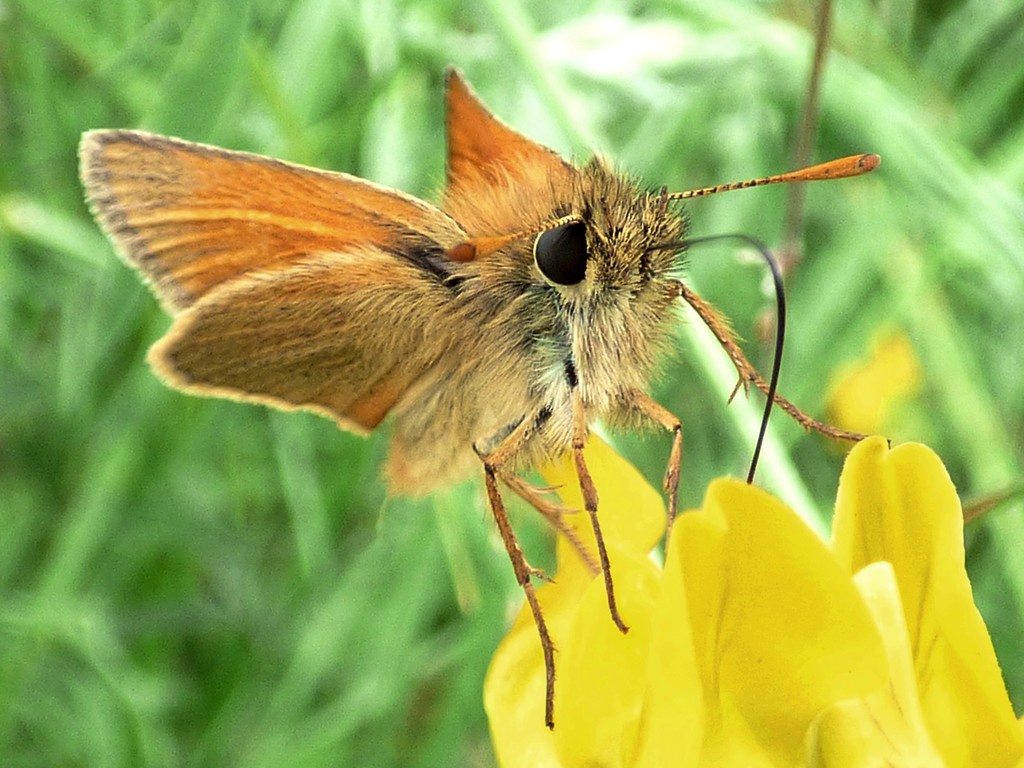 Small Skipper (Thymelicus sylvestris) by julienne1