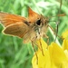 Small Skipper (Thymelicus sylvestris) by julienne1