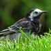 Another Pied Wagtail by craftymeg