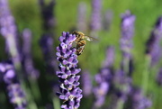 10th Jul 2016 - A bee on a lavender