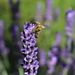 A bee on a lavender by lucien
