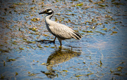 10th Jul 2016 - Yellow-Crowned Night-Heron Wading in the Grass Flats!