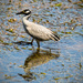 Yellow-Crowned Night-Heron Wading in the Grass Flats! by rickster549