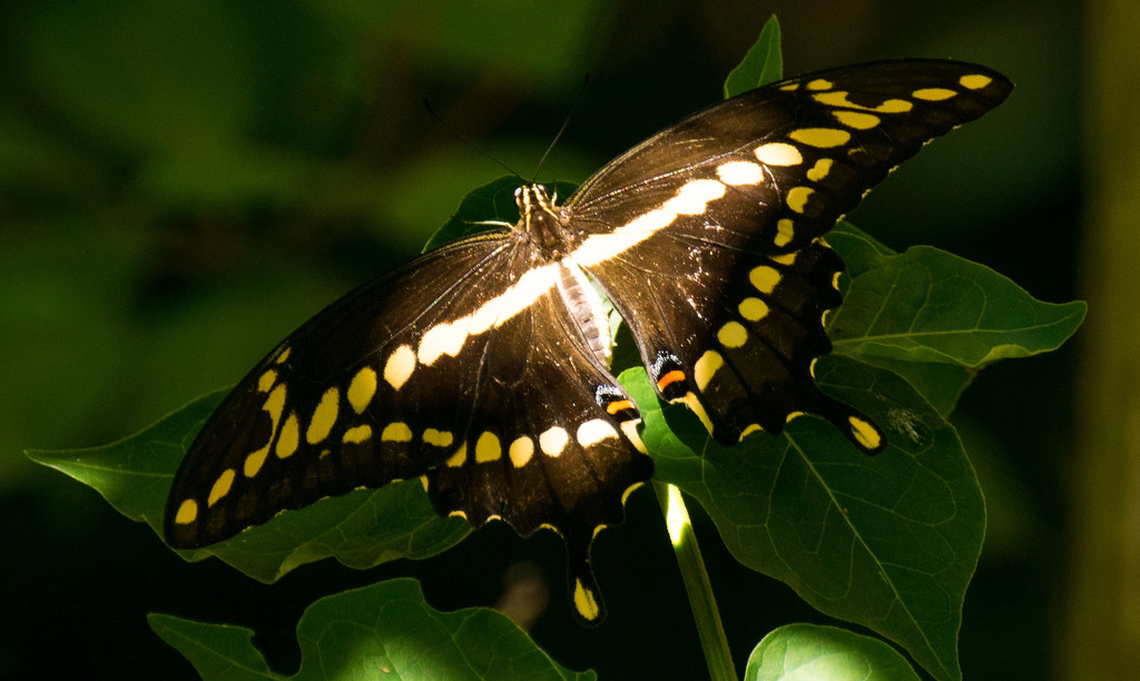 Giant Swallowtail Butterfly in the Sunlight! by rickster549