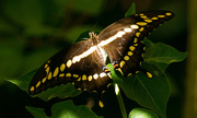 10th Jul 2016 - Giant Swallowtail Butterfly in the Sunlight!