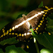 Giant Swallowtail Butterfly in the Sunlight! by rickster549