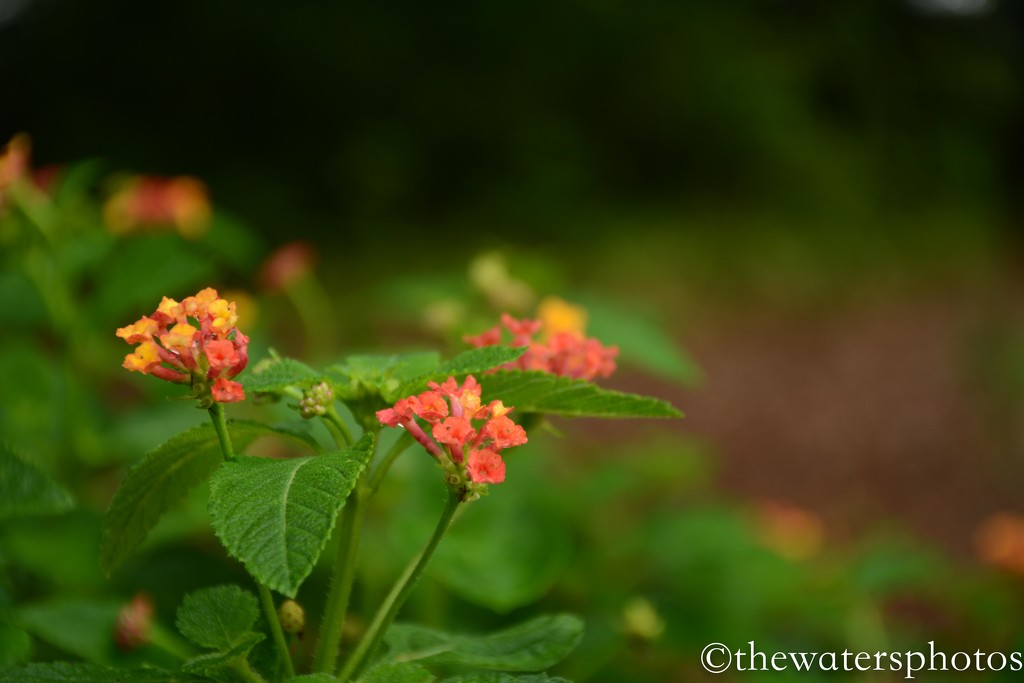 Colorful lantana by thewatersphotos
