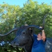 Bull wrestling by kiwinanna