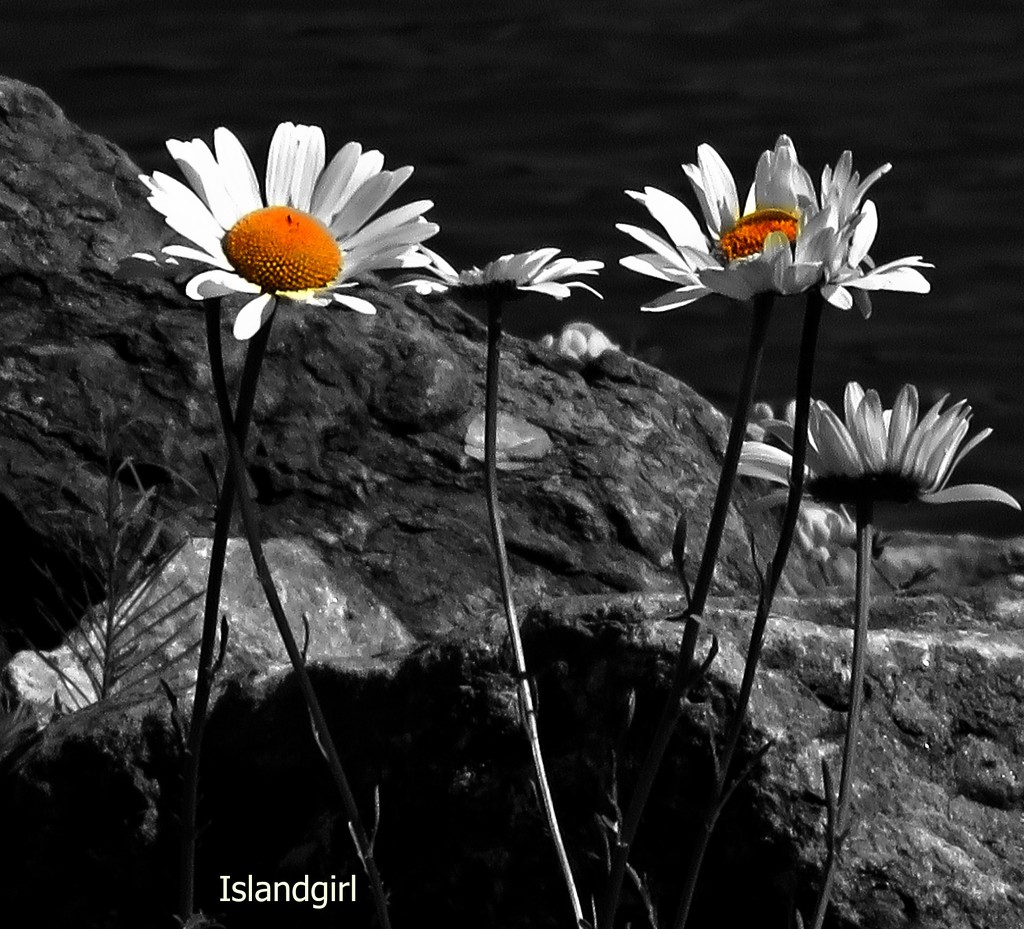 Daisies   by radiogirl
