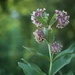 milkweed... by earthbeone