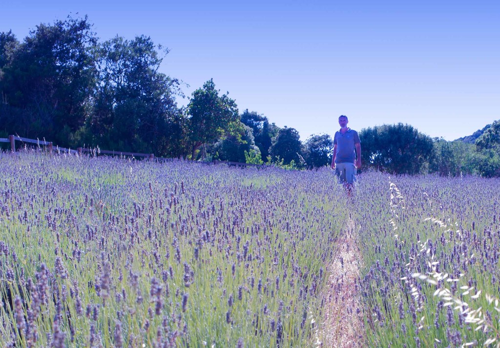 175 Sunday on the field of violet lavender by domenicododaro