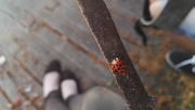 27th Jun 2016 - Ladybug for luck