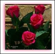 11th Jul 2016 - Four Pink Roses ~