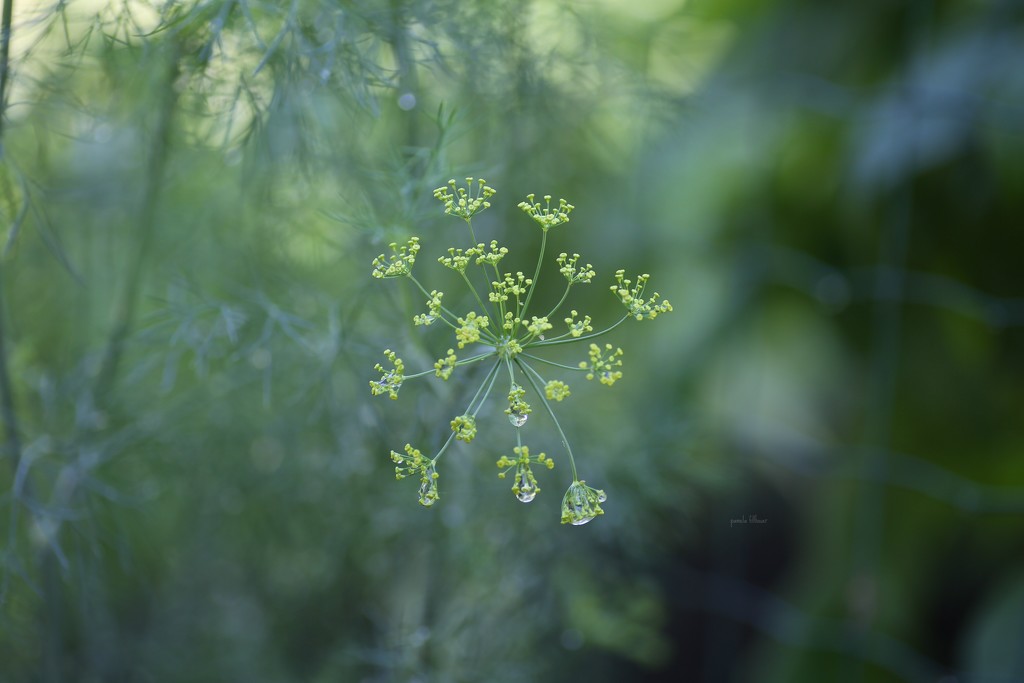 dill... by earthbeone