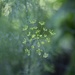 dill... by earthbeone