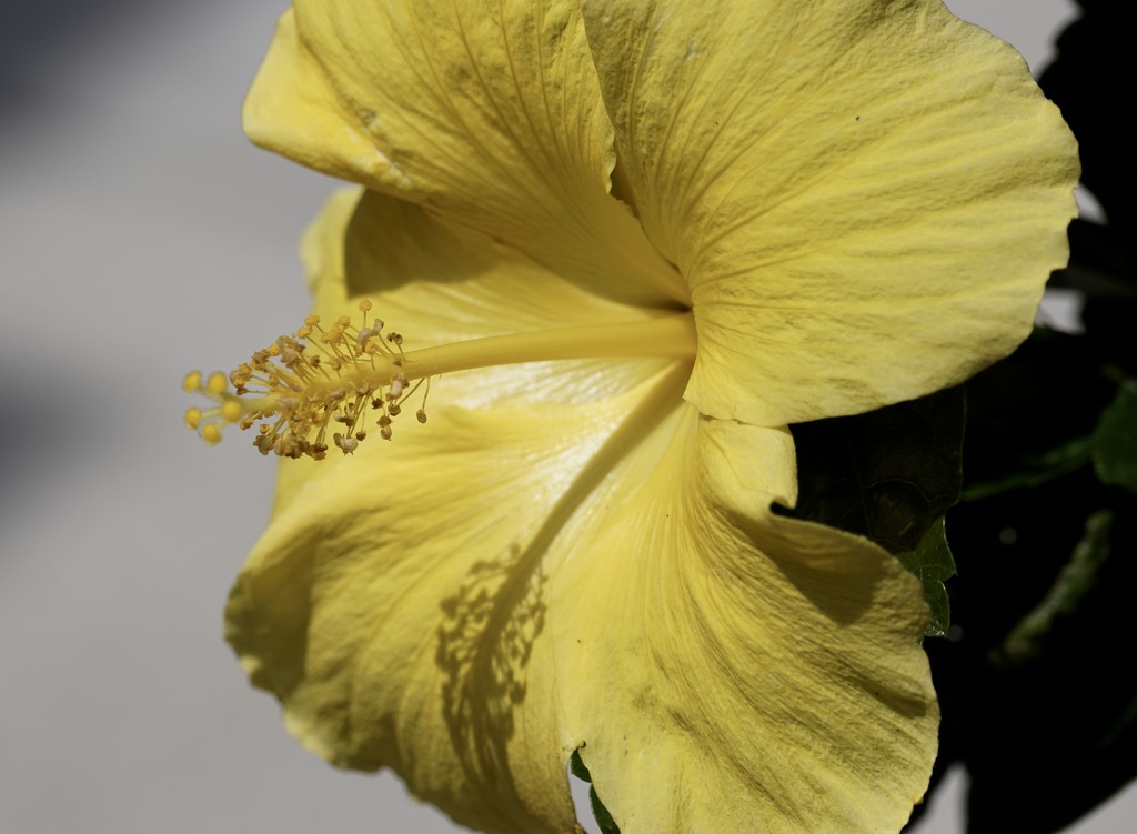 yellow hibiscus by amyk