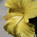 yellow hibiscus by amyk