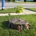Tree On The Corner by scoobylou