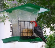 6th Jul 2016 - Woodpecker