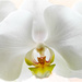Orchid Flower by carolmw