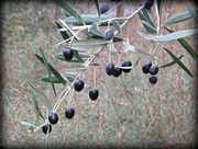 8th Jul 2016 - wild olives