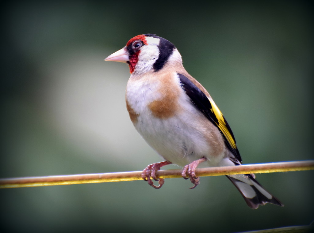 One of my friendly goldfinches by rosiekind