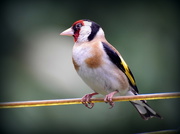 11th Jul 2016 - One of my friendly goldfinches
